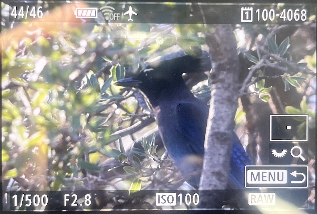 Steller's Jay (Southwest Interior) - ML644335249