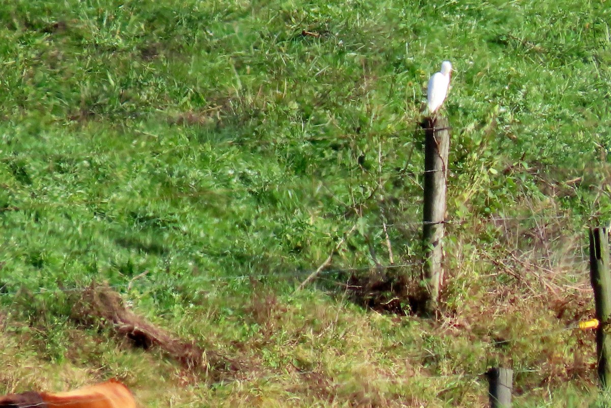 Western Cattle-Egret - ML644335251