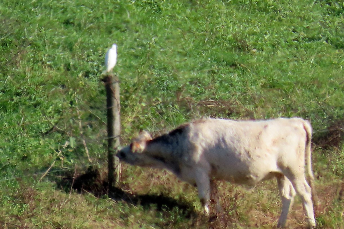 Western Cattle-Egret - ML644335252