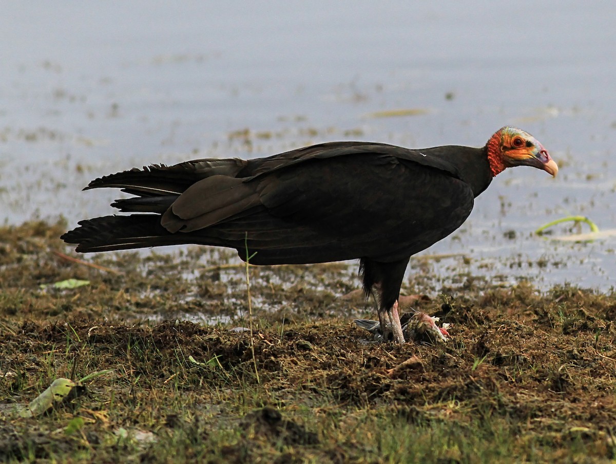 myrkondor - ML644335265