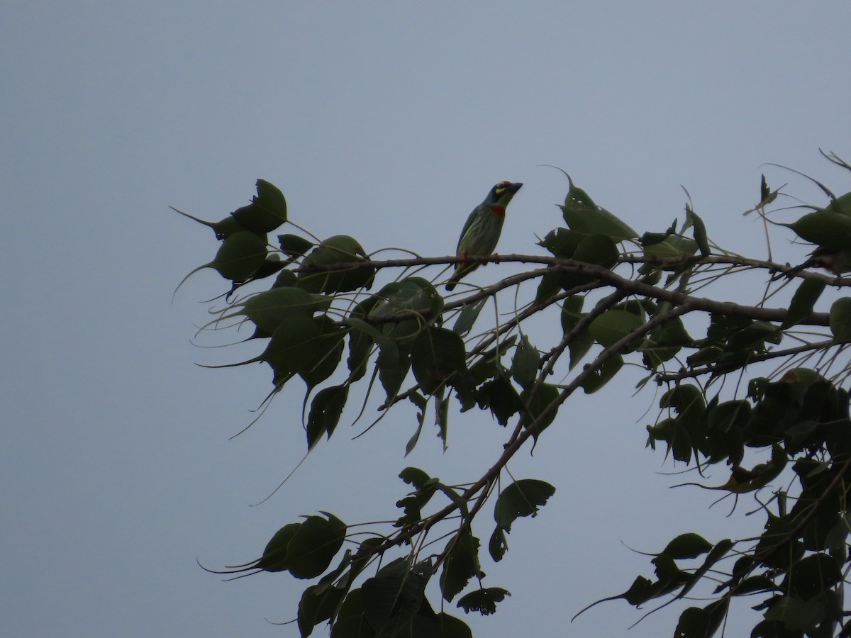 Al Göğüslü Barbet - ML644335268