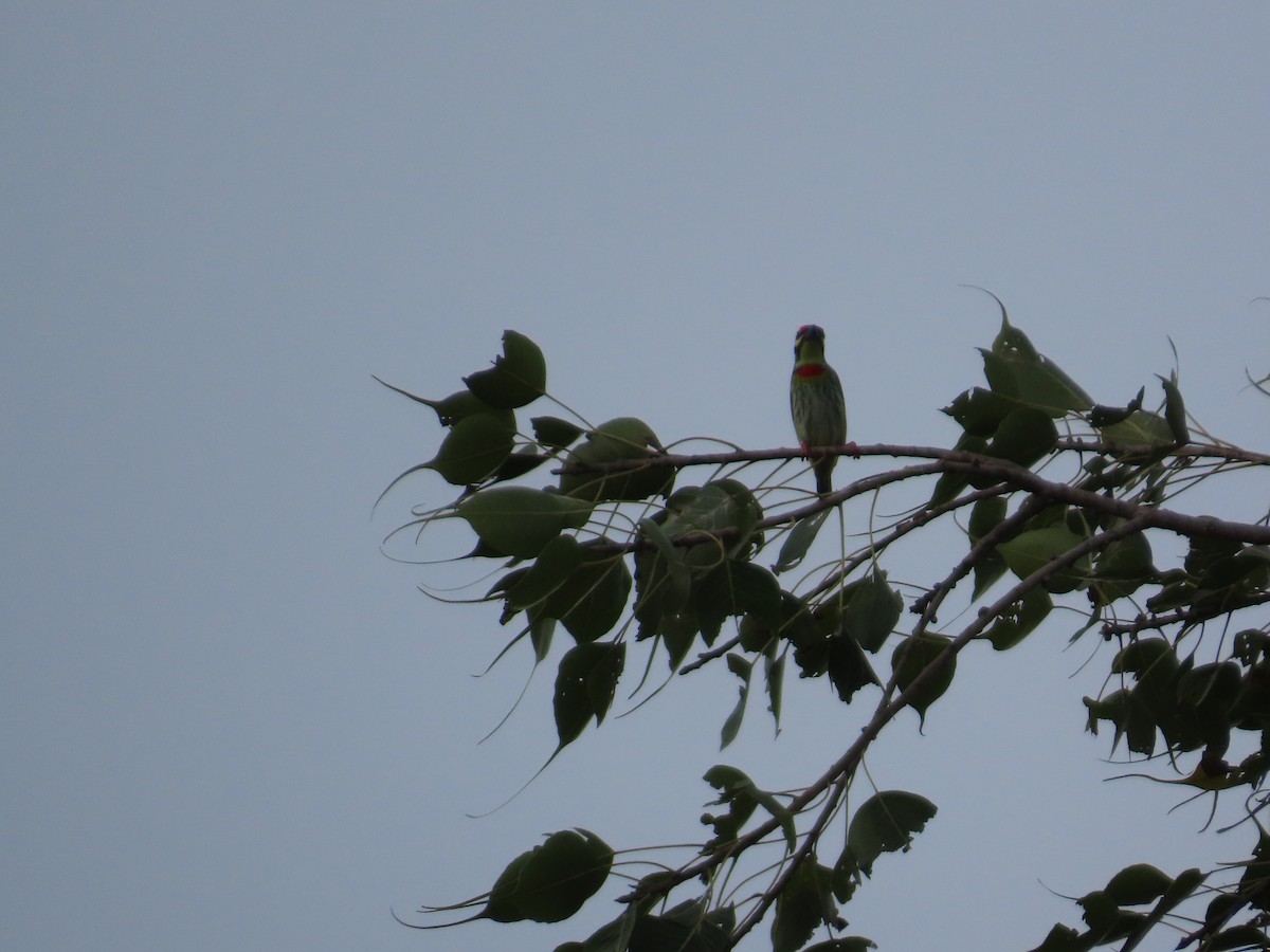 Al Göğüslü Barbet - ML644335269