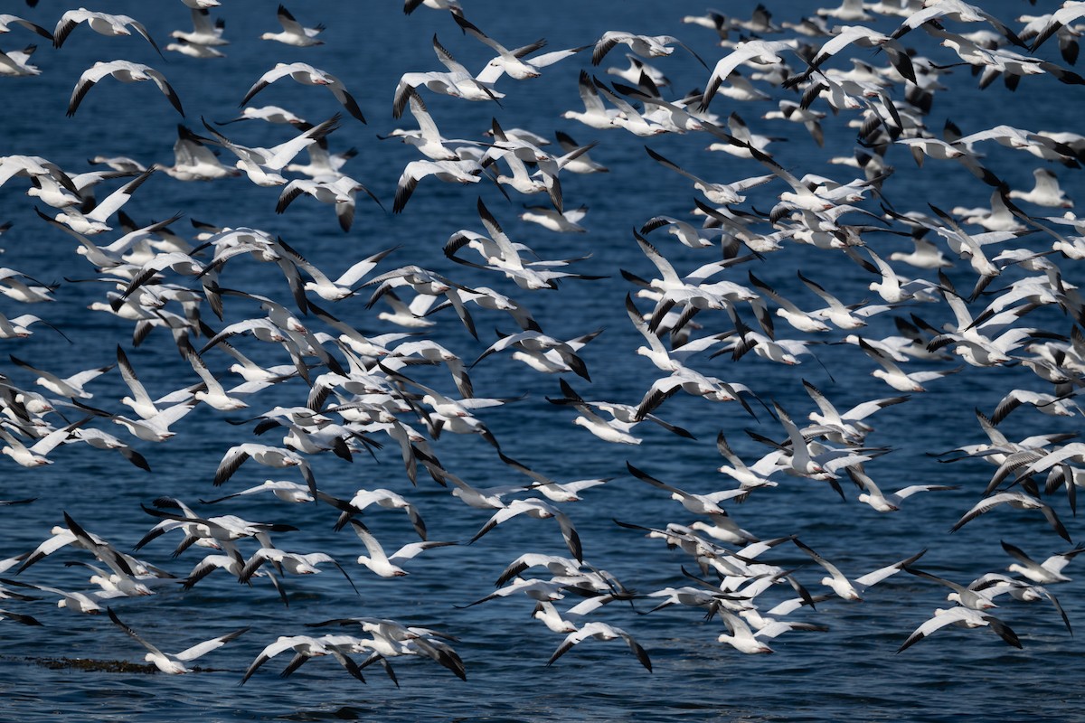 Цасны галуу - ML644335271