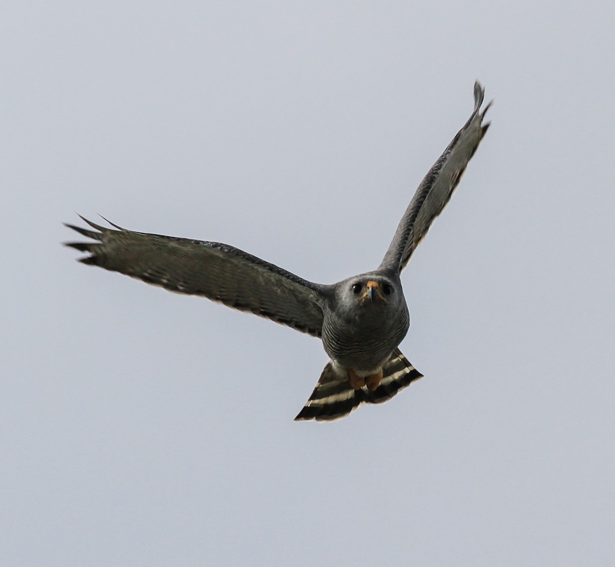 Gray Hawk - ML644335280