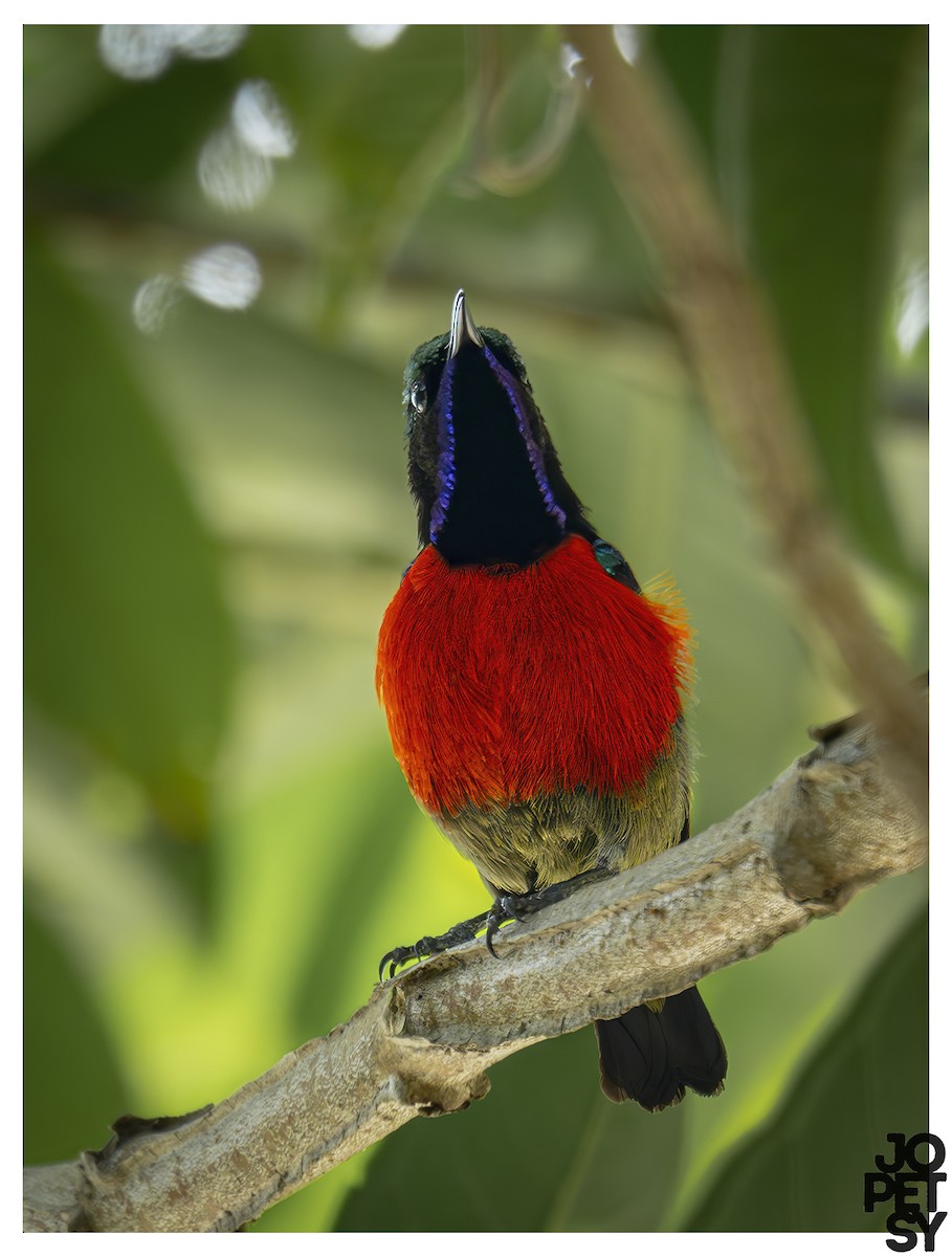 Purple-throated Sunbird - ML644335285