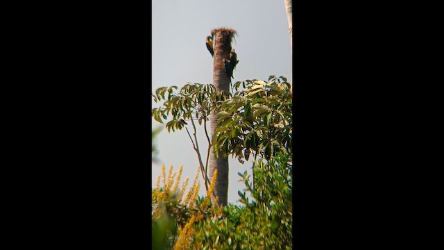 Blue-throated Macaw - ML644335290