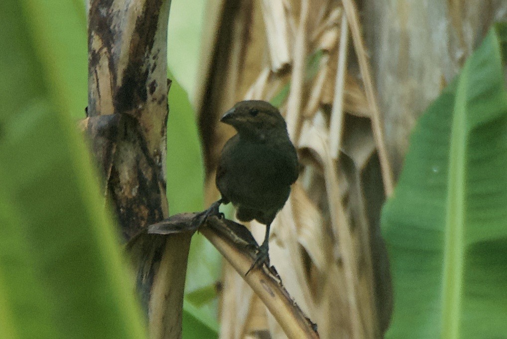 Lesser Antillean Bullfinch - ML644335291