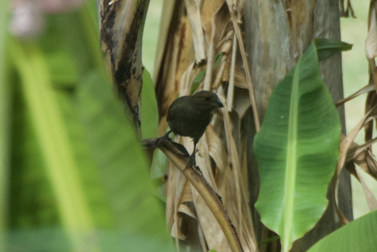 Lesser Antillean Bullfinch - ML644335292