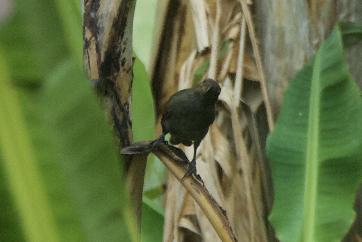 Lesser Antillean Bullfinch - ML644335293