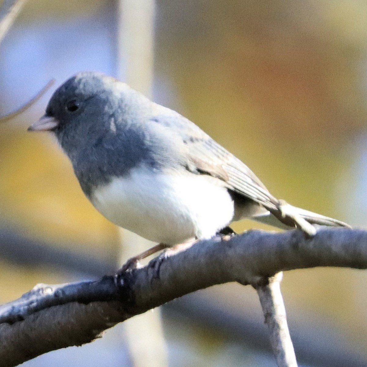 ユキヒメドリ - ML644335302