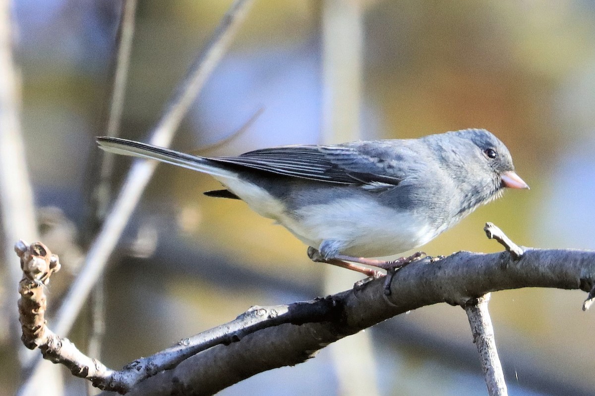 ユキヒメドリ - ML644335303