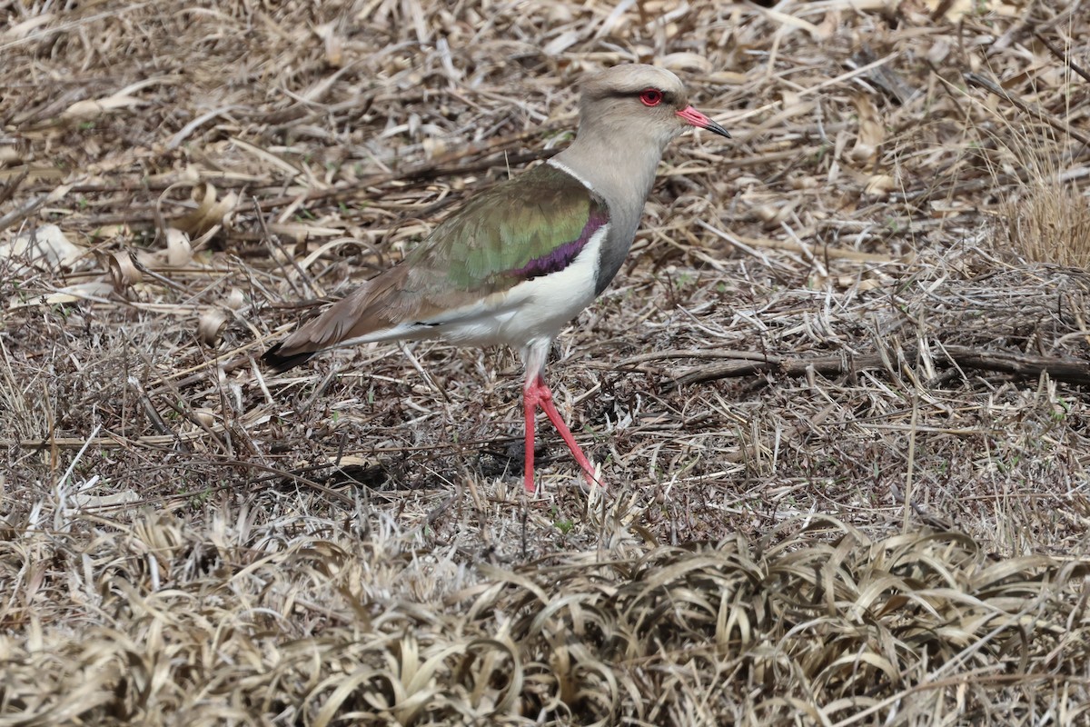Andean Lapwing - ML644335306