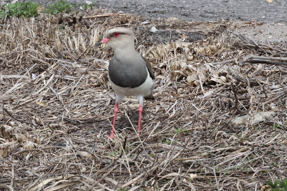 Andean Lapwing - ML644335307