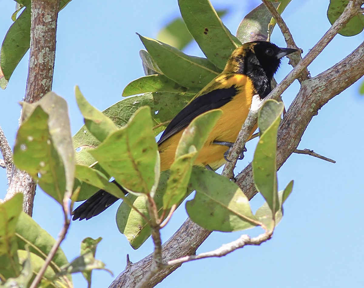 Black-cowled Oriole - ML644335308