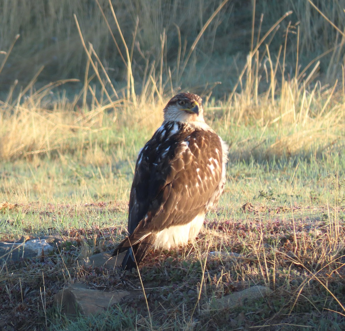 Ferruginous Hawk - ML644335311
