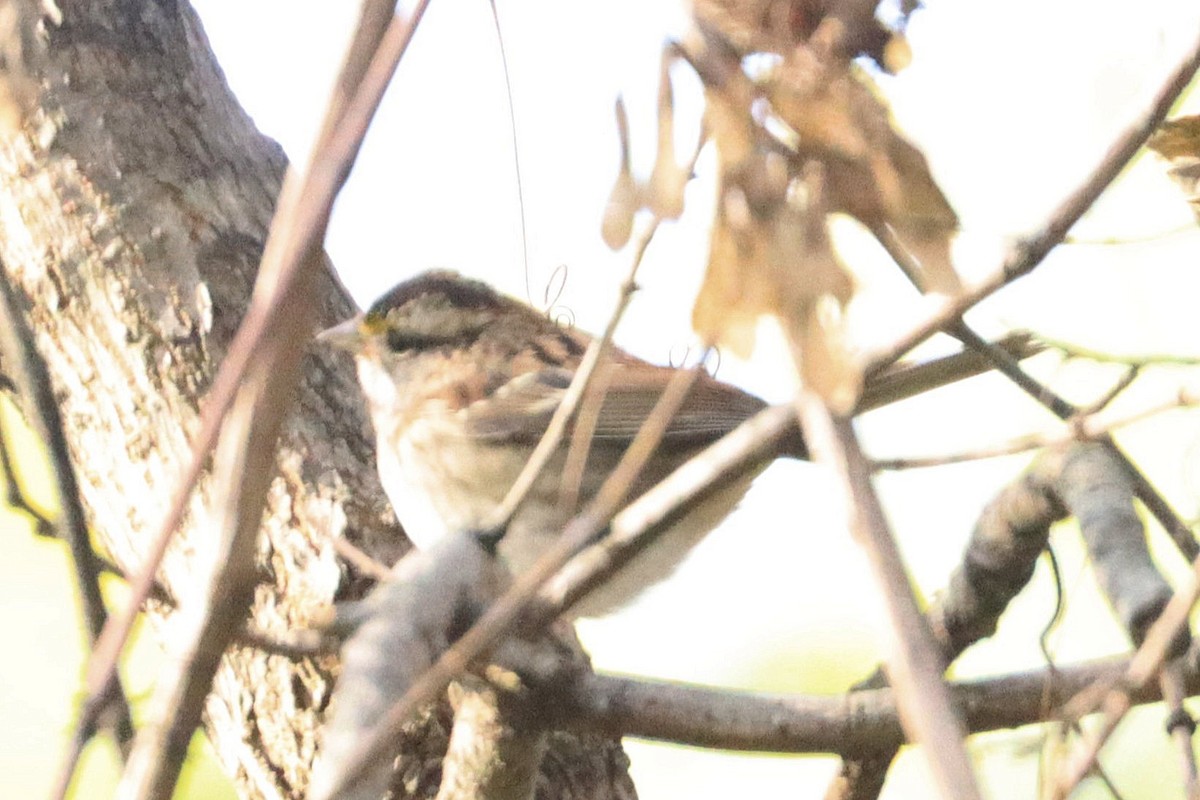 ノドジロシトド - ML644335314