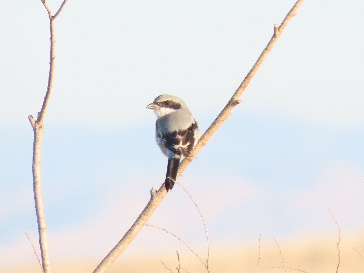 Loggerhead Shrike - ML644335327