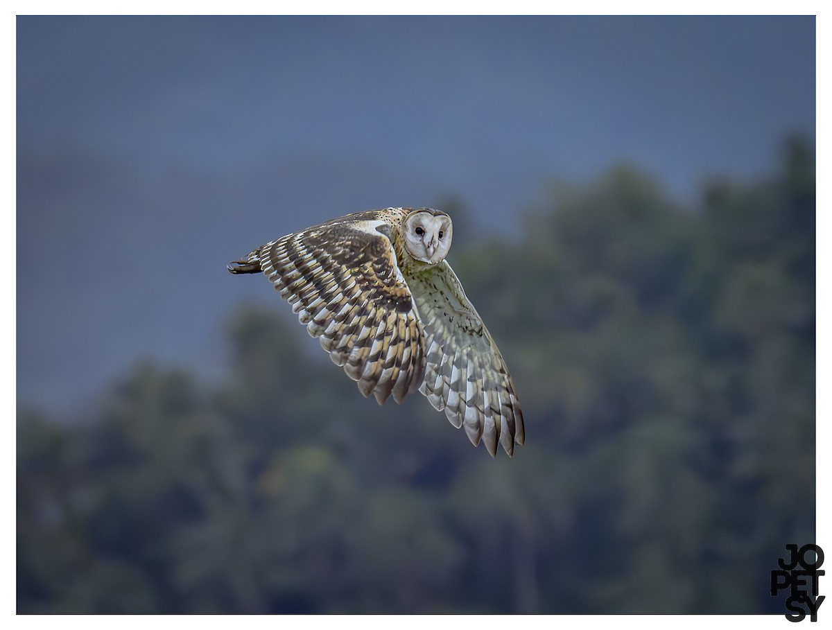 Lechuza Patilarga - ML644335328