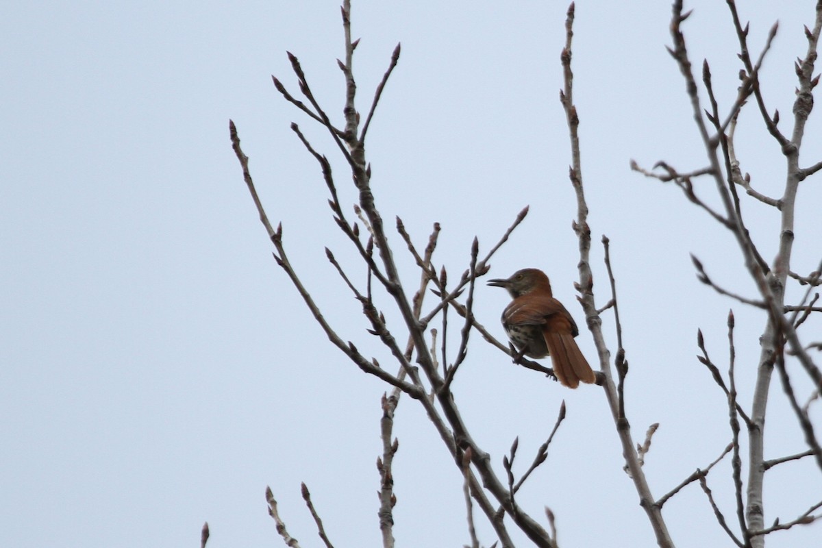 brunspottefugl - ML644335334