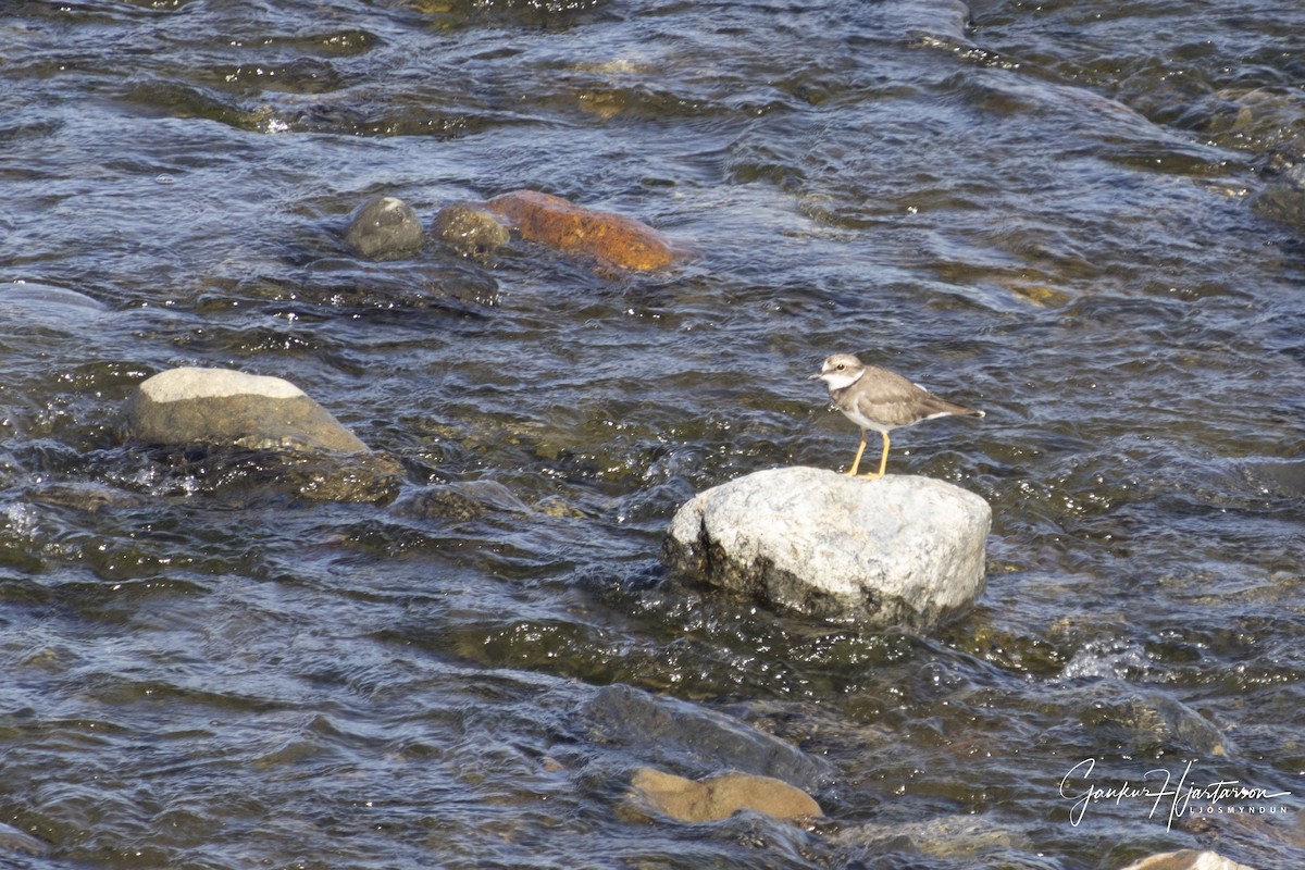 Long-billed Plover - ML644335335