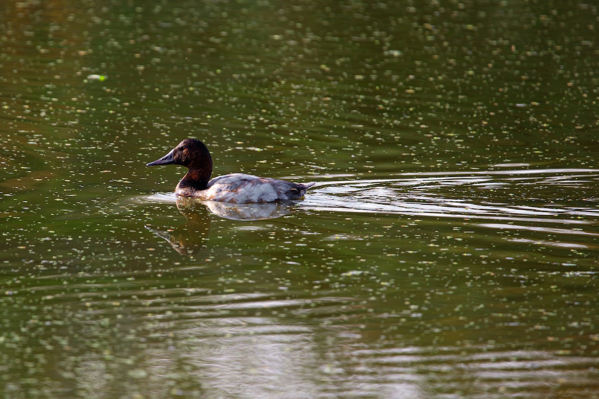 Canvasback - ML644335342