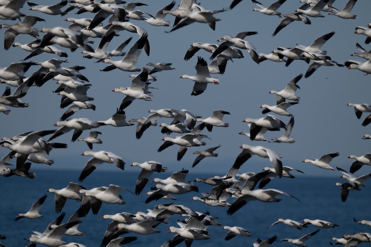 Цасны галуу - ML644335343