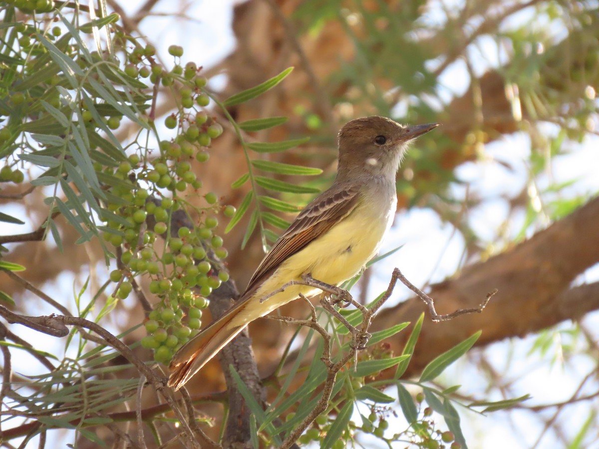 Myiarchus sp. - ML644335347