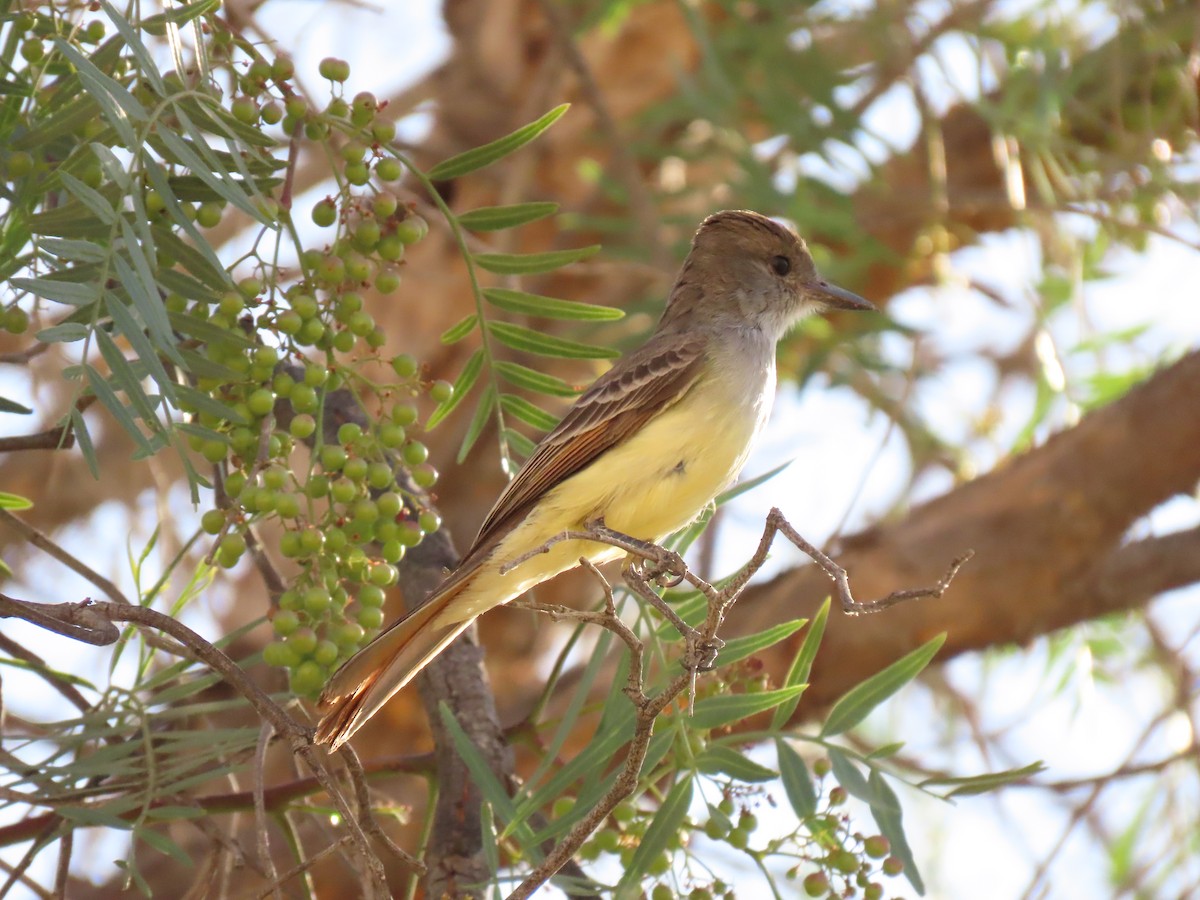 Myiarchus sp. - ML644335348