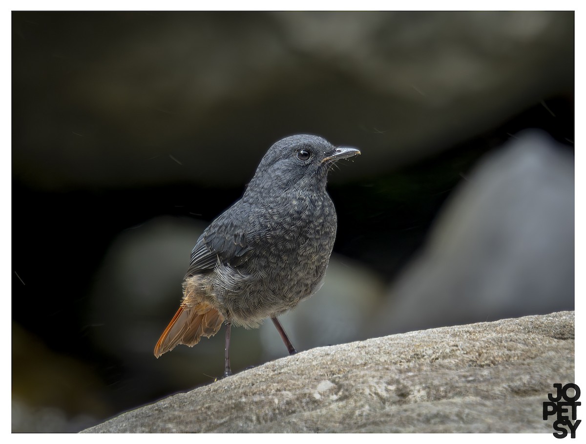 Luzonrotschwanz - ML644335351