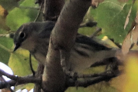 キヅタアメリカムシクイ - ML644335353