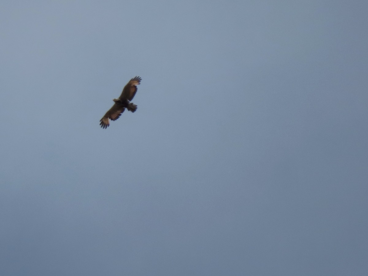 Savanna Hawk - ML644335354