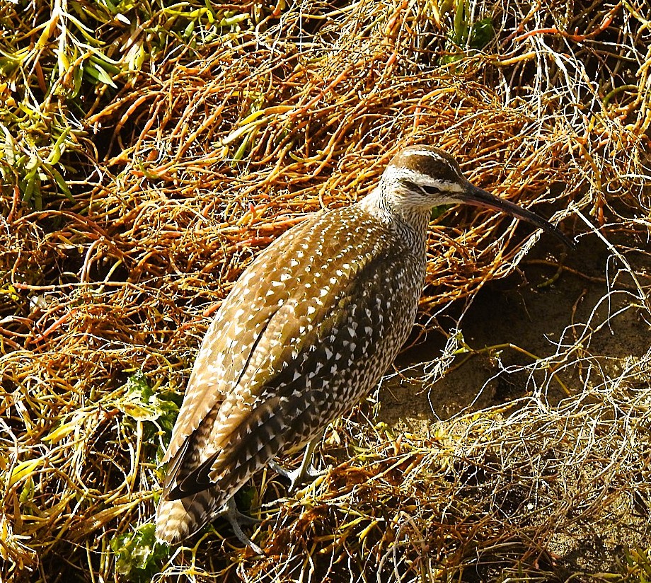 Hudsonian Whimbrel - ML644335366