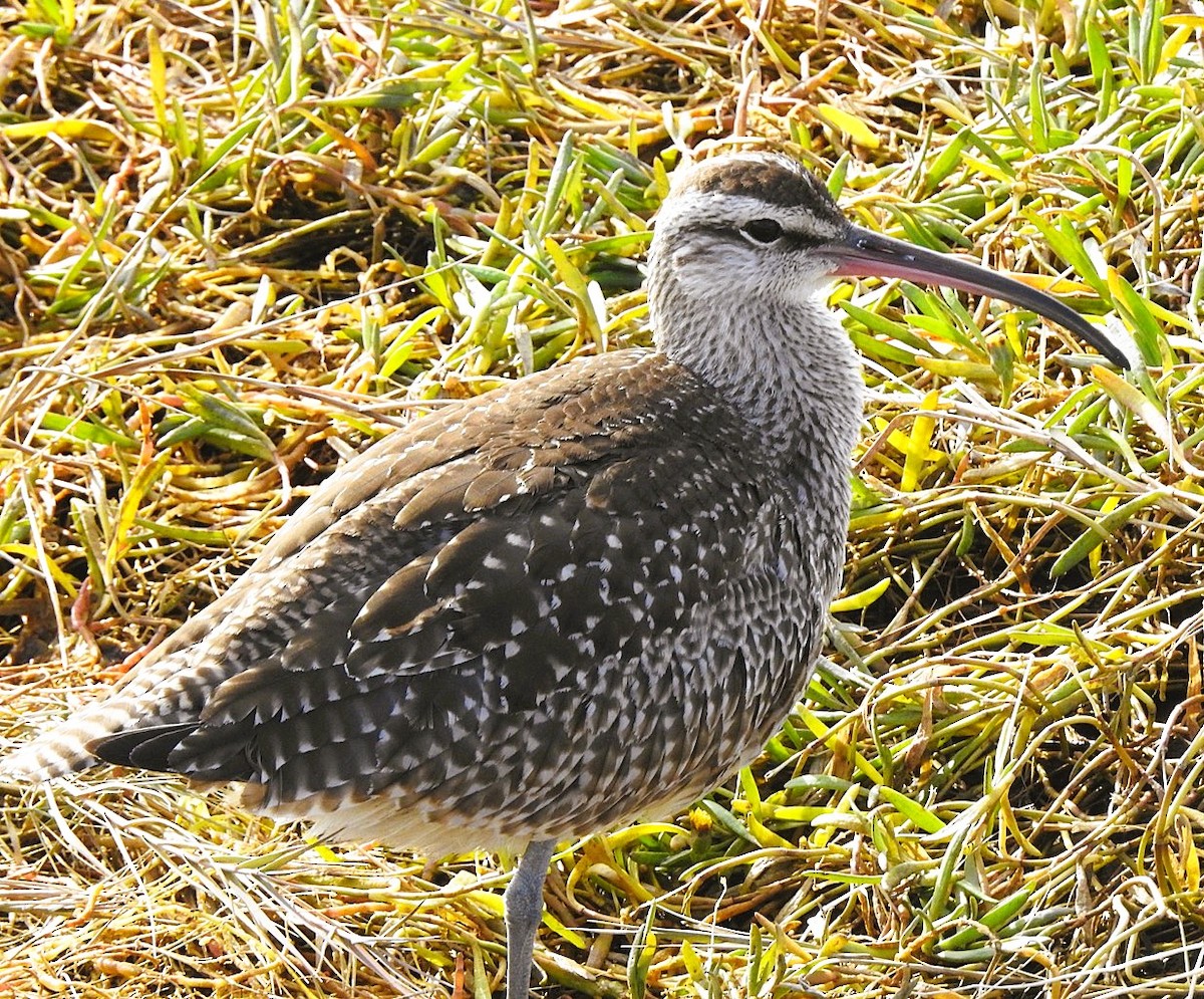 Hudsonian Whimbrel - ML644335367
