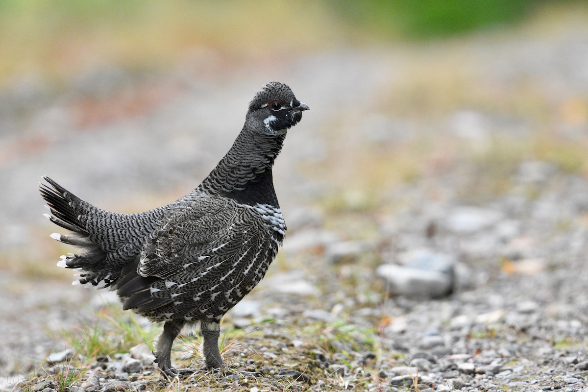 Spruce Grouse - ML644335371