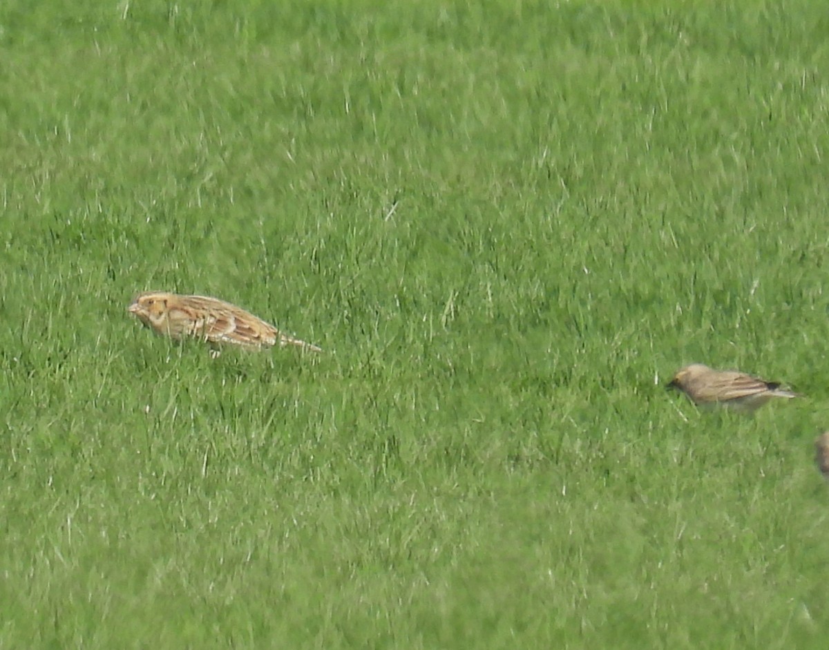 Lapland Longspur - ML644335374