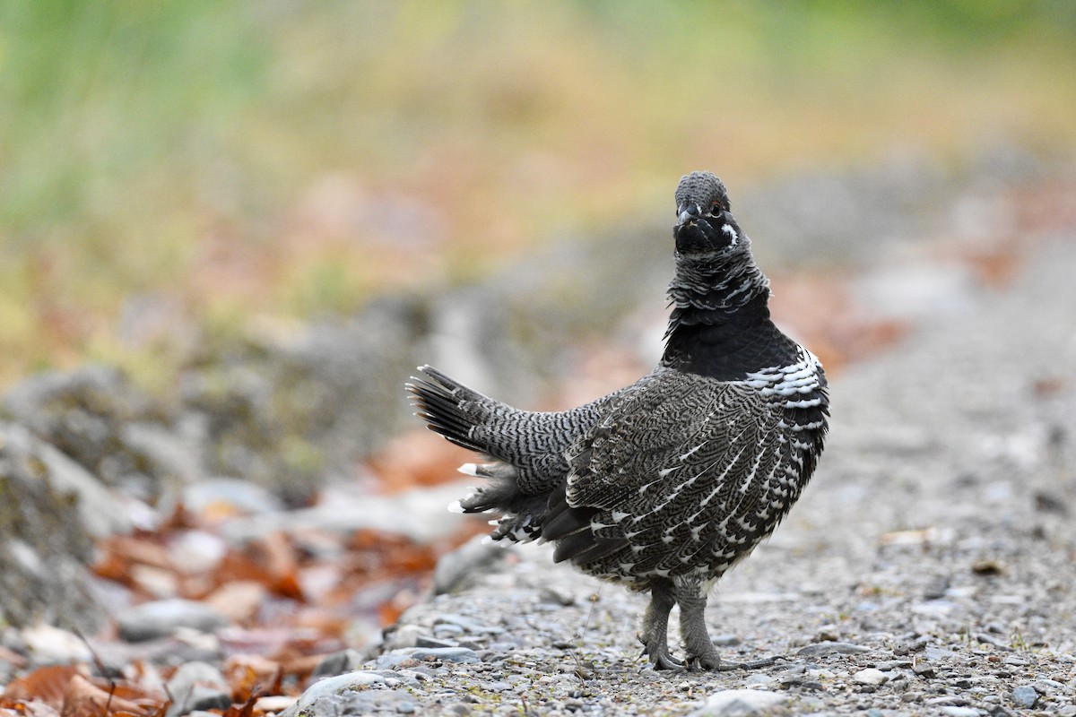 Spruce Grouse - ML644335377