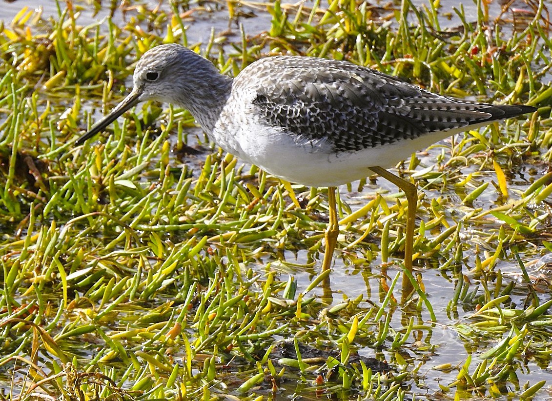 Greater Yellowlegs - ML644335378