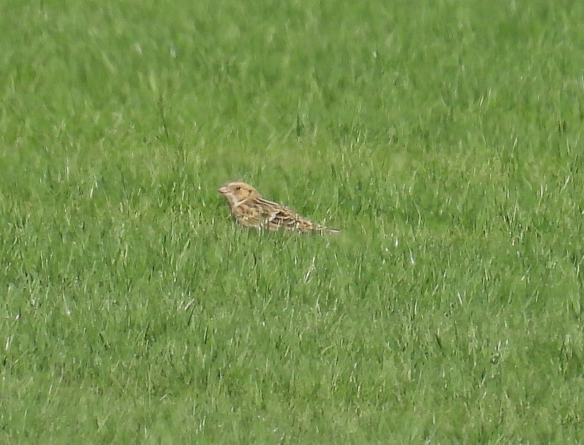 Lapland Longspur - ML644335379