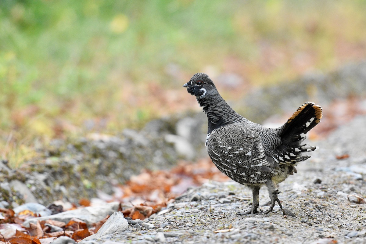 Spruce Grouse - ML644335387