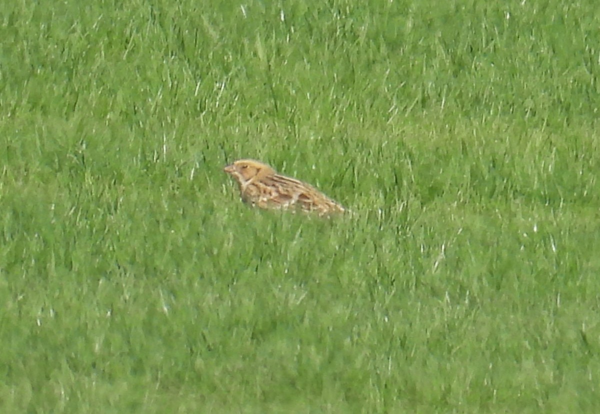 Lapland Longspur - ML644335389