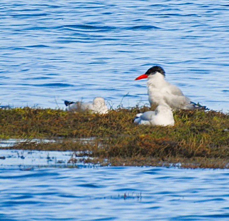 Caspian Tern - ML644335390