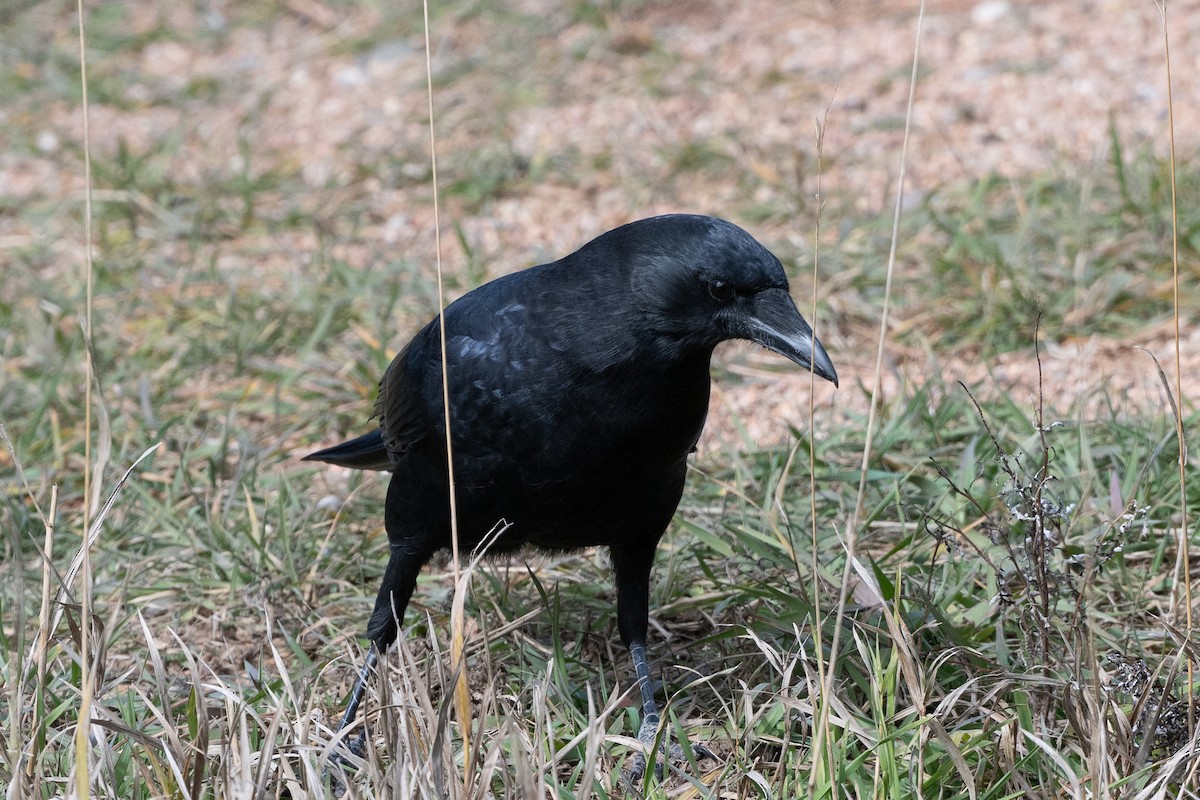 American Crow - ML644335396