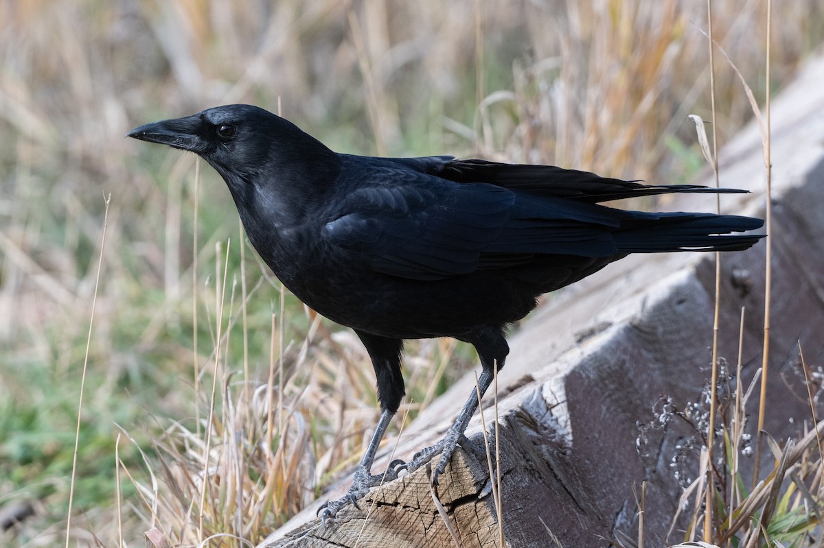 American Crow - ML644335397