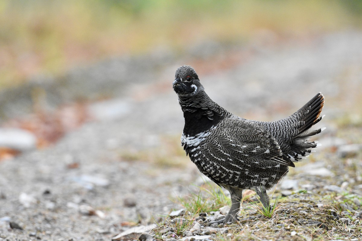 Spruce Grouse - ML644335400