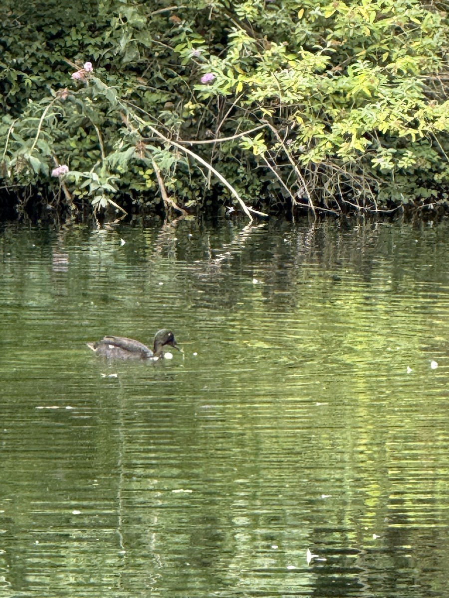 Mallard - ML644335403