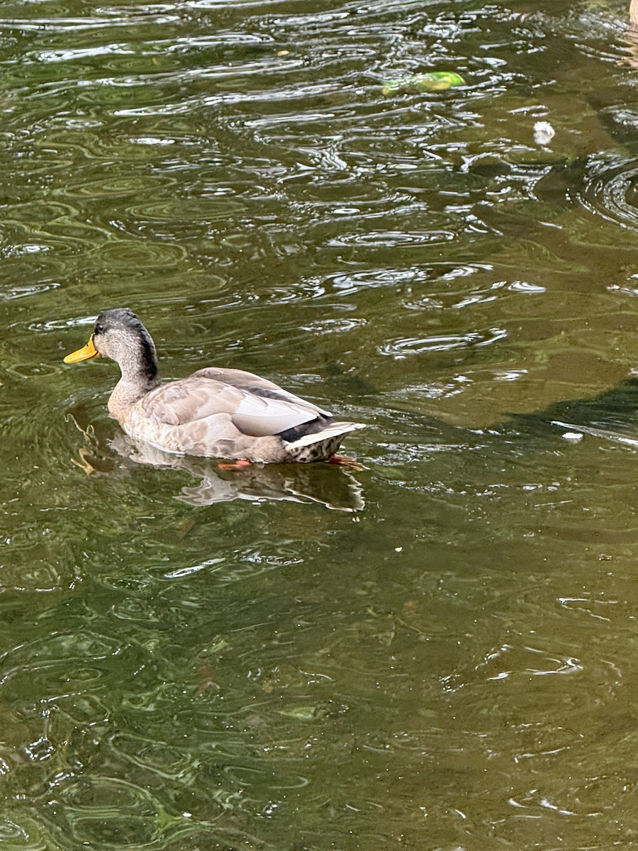 Mallard - ML644335404