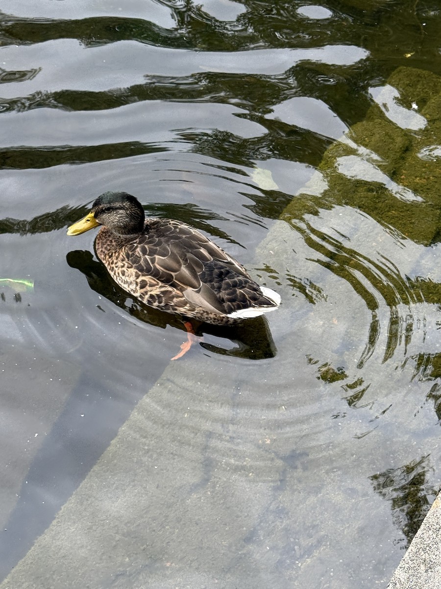 Mallard - ML644335405