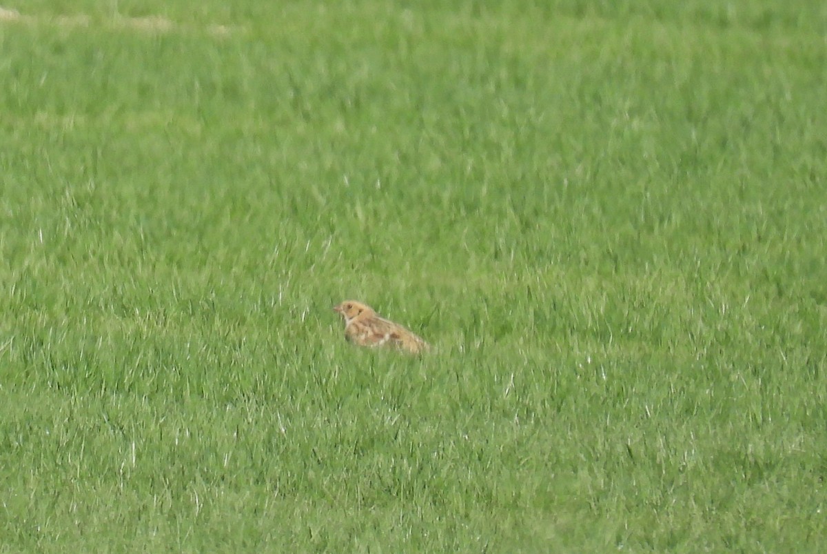 Lapland Longspur - ML644335406