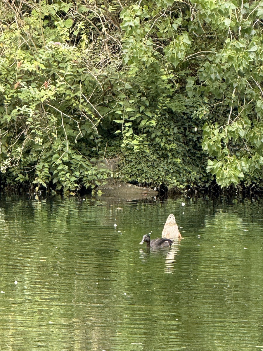 Mallard - ML644335407