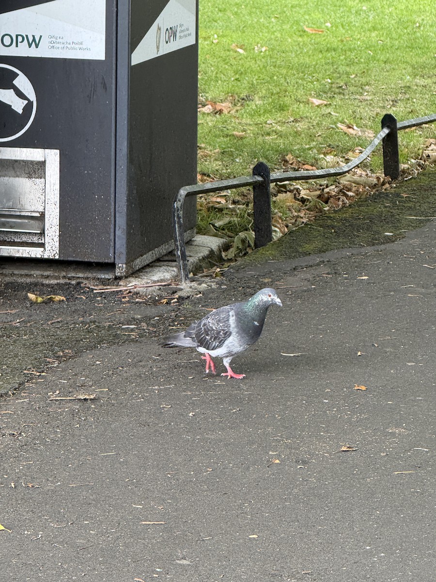 Rock Pigeon - ML644335410